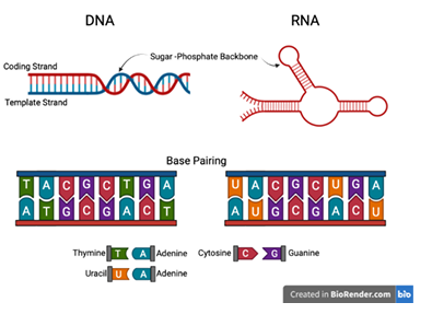  Figure 1.2: DNA’s double-stranded helix is formed by complementary base-pairing between nucleotides. In DNA, A pairs with T and G with C. RNA forms complex structures through complementary base-pairing between nucleotides along its single-strand. In RNA, uracil (U) replaces T to base-pair with adenine 