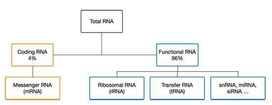 Figure 1.4: Some RNA transcripts are further translated into proteins while others remain RNA that possess functional capabilities (also, ncRNA).