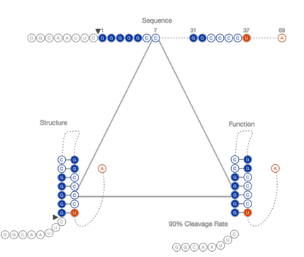 Figure 1.5: Sequence mutations cause structural changes that impact the fraction cleaved. Measuring this functional change in relationship to spe cific mutations indicates the positional importance to the catalytic reac tion.