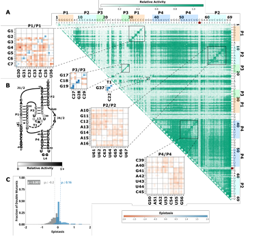  Figure 2.1: Effects of mutations and pairwise epistasis in a CPEB3 ribozyme. A) Relative activity heatmap depicting all possible pairwise ef fects of mutations on the cleavage activity of a mammalian CPEB3 ri bozyme. Base-paired regions P1, P2, P3, P4, and T1 are highlighted and color coordinated along the axes, and surrounded by black squares within the heatmap. Pairwise epistasis interactions observed for each paired re gions are each shown as expanded insets for easy identification of the specific epistatic effects measured for each pair of mutations. Instances of positive epistasis are shaded blue, and negative epistasis is shaded red, with higher color intensity indicating a greater magnitude of epistasis. Catalytic residues are indicated by stars along the axes. B) Secondary structure of the CPEB3 ribozyme used in this study. Each nucleotide is shaded to indicate the average relative cleavage activity of all single muta tions at that position. C) Histogram showing the distributions of epistasis in the paired regions of CPEB3. The distribution for double mutants within a paired region that are not involved in a base-pair is shown in grey, and the distribution for nucleotides involved in a base-pair is shown in blue.