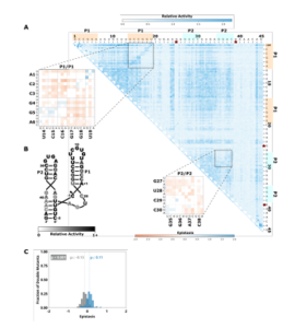  Figure 2.3: Comprehensive pairwise epistasis landscape for a hammerhead self-cleaving ribozyme. A) Relative activity heatmap depicting all possi ble pairwise effects of mutations on the cleavage activity of a hammerhead ribozyme. Base-paired regions P1, and P2 are highlighted and color co ordinated along the axes, and surrounded by black squares within the heatmap. Pairwise epistasis interactions observed for each paired region are each shown as expanded insets for easy identification of the specific epistatic effects measured for each pair of mutations. Instances of posi tive epistasis are shaded blue, and negative epistasis is shaded red, with higher color intensity indicating a greater magnitude of epistasis. Catalytic residues are indicated by stars along the axes. B) Secondary structure of the hammerhead ribozyme used in this study. Each nucleotide is shaded to indicate the average relative cleavage activity of all single mutations at that position. C) Histogram showing the distributions of epistasis in the paired regions of hammerhead. The distribution for double mutants within a paired region that are not involved in a base-pair is shown in grey, and the distribution for nucleotides involved in a base-pair is shown in blue. 