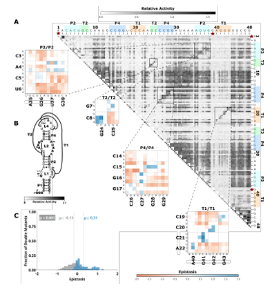  Figure 2.4: Comprehensive pairwise epistasis landscape for a twister self cleaving ribozyme. A) Relative activity heatmap depicting all possible pairwise effects of mutations on the cleavage activity of a twister ribozyme. Base-paired regions P2, P4, T1, and T2 are highlighted and color coordi nated along the axes, and surrounded by black squares within the heatmap. Pairwise epistasis interactions observed for each paired region are each shown as expanded insets for easy identification of the specific epistatic effects measured for each pair of mutations. Instances of positive epistasis are shaded blue, and negative epistasis is shaded red, with higher color in tensity indicating a greater magnitude of epistasis. Catalytic residues are indicated by stars along the axes. B) Secondary structure of the twister ribozyme used in this study. Each nucleotide is shaded to indicate the average relative cleavage activity of all single mutations at that position. C) Histogram showing the distributions of epistasis in the paired regions of twister. The distribution for double mutants within a paired region that are not involved in a base-pair is shown in grey, and the distribution for nucleotides involved in a base-pair is shown in blue. 