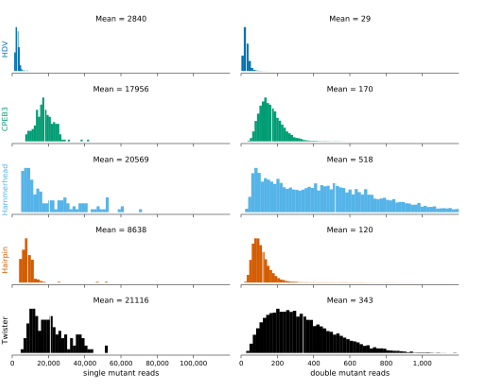  Figure 2.6: Histogram of the distributions of read counts (read depth) for the single and double mutants matching to each ribozyme analyzed in this study (HDV, CPEB3, hammerhead, hairpin, twister 